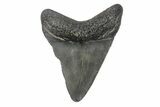 Juvenile Megalodon Tooth - South Carolina #171199-1